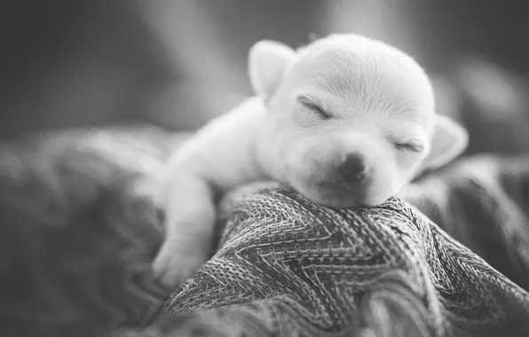 Picture sleep, puppy, dog, Sweet Dreams