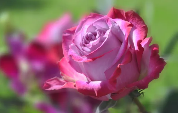 Picture flower, rose, petals, Bud