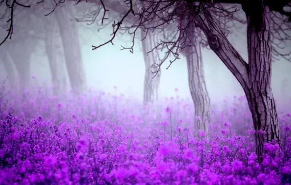 Picture trees, fog, Flowers, spring