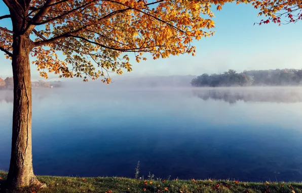 Picture autumn, fog, lake, tree, quiet