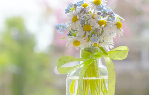 Picture bottle, chamomile, bow, ribbon, a bunch, bokeh, forget-me-nots, braid