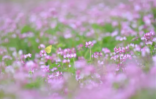 Picture summer, grass, macro, pink, ease, butterfly, glade, plants, blur, clover