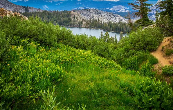 Picture greens, forest, grass, trees, mountains, lake, trail, CA, USA, Yosemite national Park, Yosemite National Park