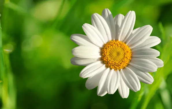 Picture flower, summer, Daisy