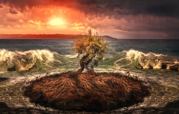 Picture sea, wave, tree, treatment, island, lonely island