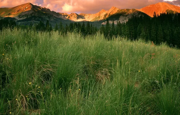 Picture grass, clouds, mountains, Colorado, Park
