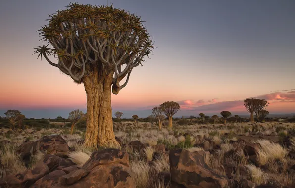Picture trees, landscape, stones, Africa, Namibia