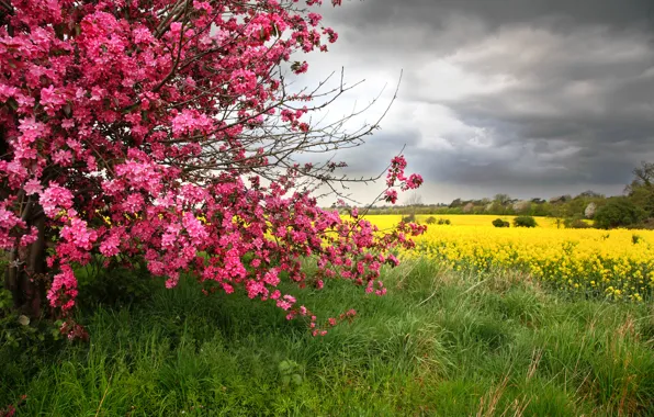 Picture field, nature, tree, spring, Nature, flowering, flowers, tree, spring