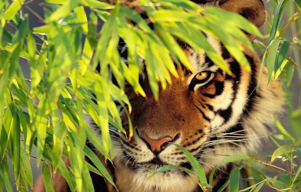 Picture face, tiger, foliage, is, looks, zanykal