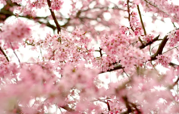 Picture the sky, trees, flowers, branches, nature, cherry, branch, tenderness, beauty, spring, petals, blur, Sakura, pink, …
