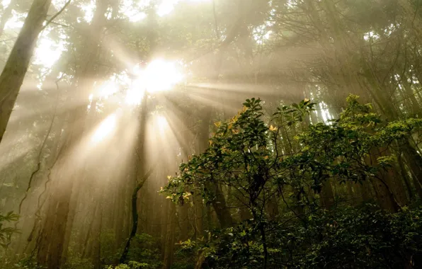 Picture forest, summer, rays, trees, nature, fog, photo, morning, the bushes