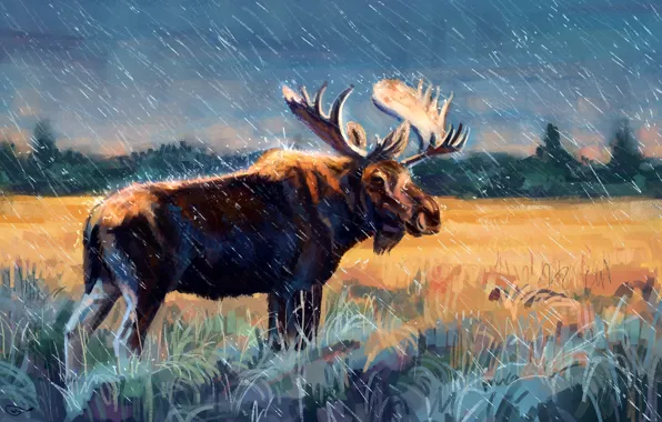 Picture field, forest, grass, rain, figure, horns, moose, elk
