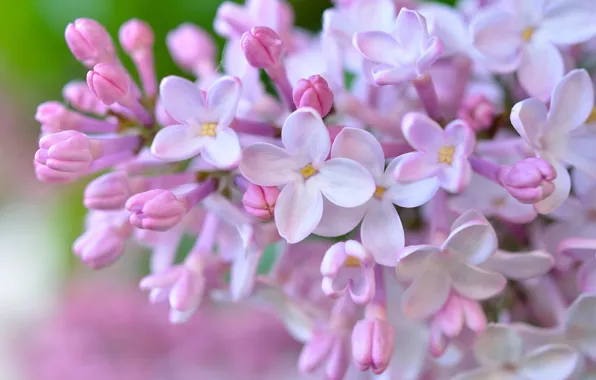 Picture macro, flowers, lilac, inflorescence