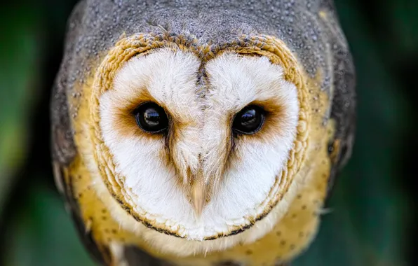 Picture eyes, owl, bird, beak