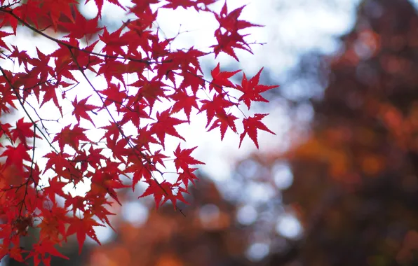 Picture autumn, leaves, macro, branches, nature, glare, Tree, blur, red, maple