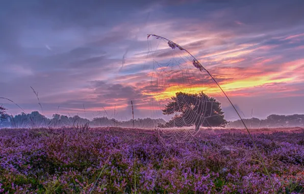 Picture sunset, web, meadow, panorama, Netherlands, a blade of grass, Holland, Heather