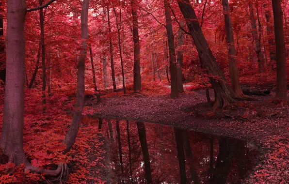 Picture autumn, forest, leaves, water, trees, landscape, nature, river, red, beauty