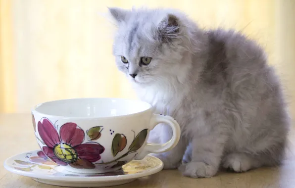 Picture kitty, fluffy, Cup