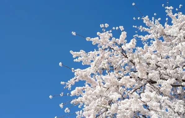 Picture flowers, cherry, tree, spring, Sakura, white, white, Nature, flowering, flowers, tree, sakura, cherry, spring, bloom