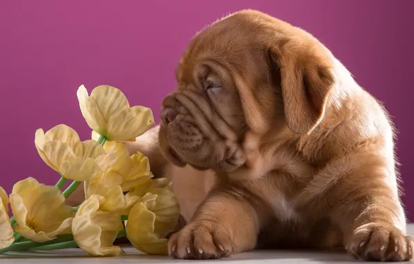 Picture flowers, puppy, profile, breed, Dogue de Bordeaux