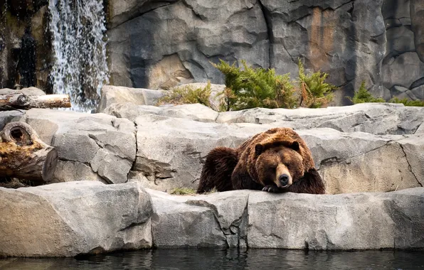 Picture water, stones, plant, bear, sleeping, resting, zoo
