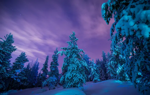 Picture winter, forest, snow, trees, the snow, Finland, Finland, Lapland, Lapland