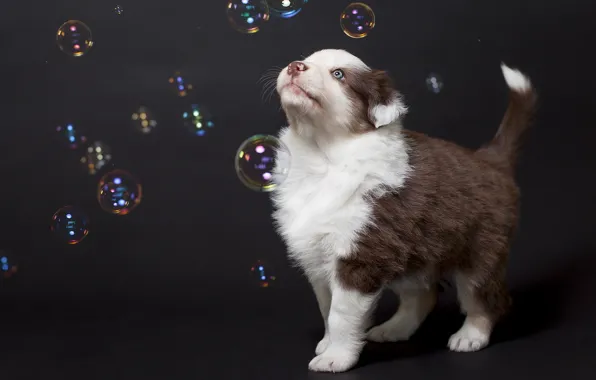 Picture look, bubbles, each, dog