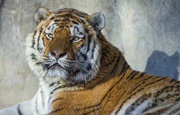 Picture cat, look, face, tiger, portrait, the Amur tiger, ©Tambako The Jaguar