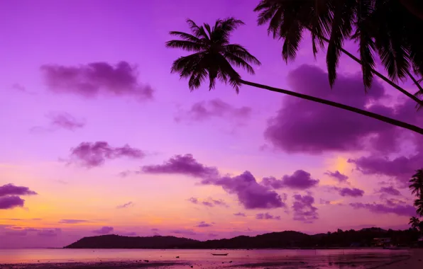 Picture sea, beach, sunset, tropics, palm trees, shore, beach, sea, ocean, sunset, purple, paradise, palms, tropical