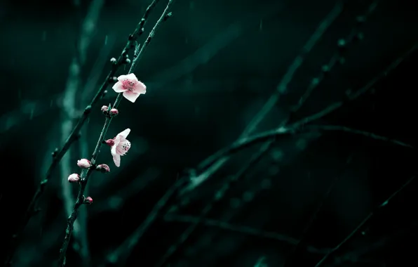 Picture flowers, branches, cherry, rain, spring, pink, flowering