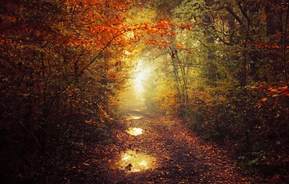 Picture autumn, leaves, fog, pathway, autumn colors, path, mist, fall, foliage, fall colors, trail way, ponds