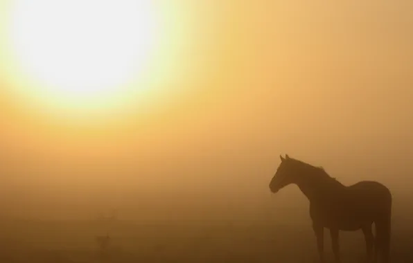 Picture nature, fog, horse, morning