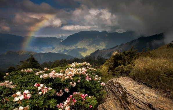 Picture flowers, mountains, rainbow