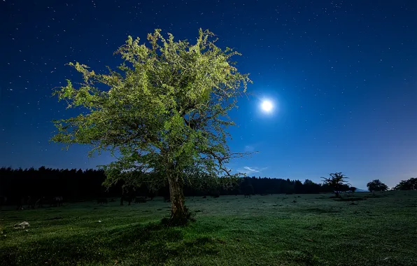 Picture field, the sky, grass, stars, light, night, tree, The moon