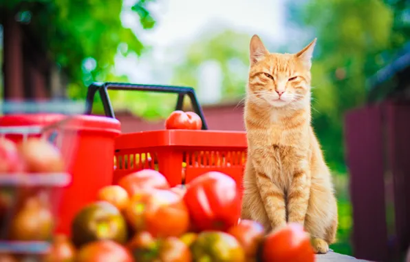 Picture cat, mustache, look, nature, stay, paws, yellow, blur, garden, harvest, red, tail, red, tomatoes, cat, …