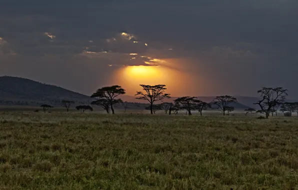 Picture sunset, Savannah, Africa, Kenya
