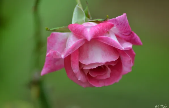 Picture pink, rose, petals, Bud, rose, flowering, flower, pink, petals, bloom