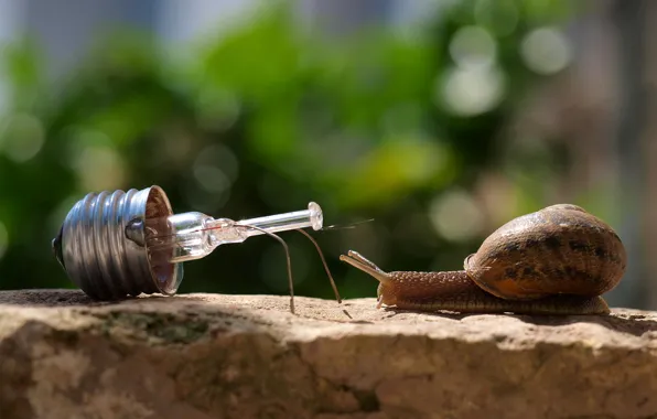 Picture light bulb, meeting, snail