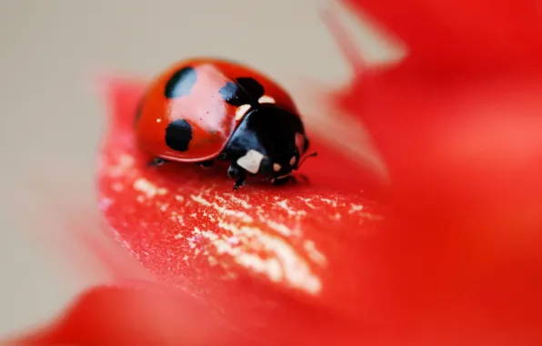 Picture flower, red, ladybug, beetle, point, petals, insect