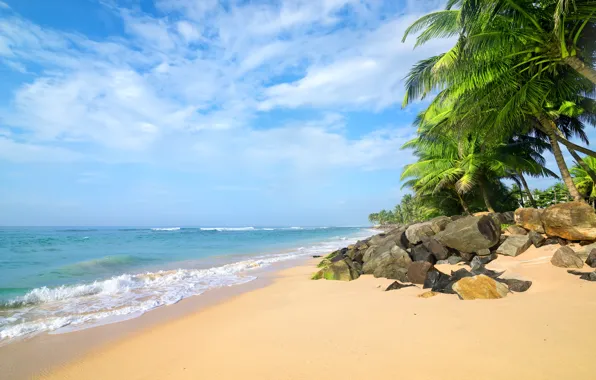 Picture sand, sea, beach, palm trees, shore, summer, beach, sea, sand, shore, paradise, palms, tropical