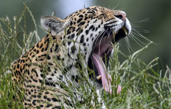 Picture language, grass, face, mouth, Jaguar, wild cat, yawn