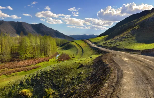 Picture road, landscape, green grass, perspective, The Altai Mountains, Venturism, journey Mobibu, mobile bath Mobiba