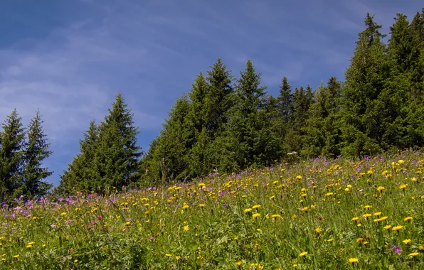 Picture trees, flowers, Switzerland, meadow, Switzerland, Eggenschwand