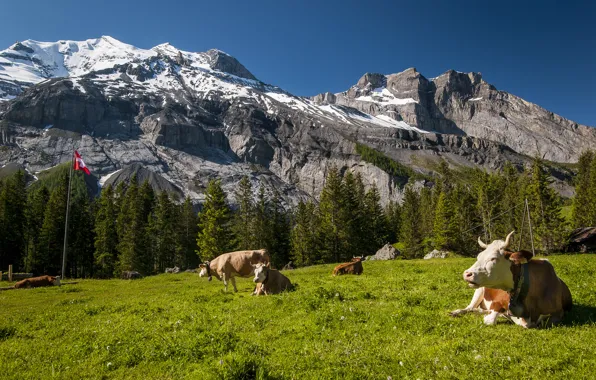 Picture mountains, Switzerland, cows, meadow, Switzerland
