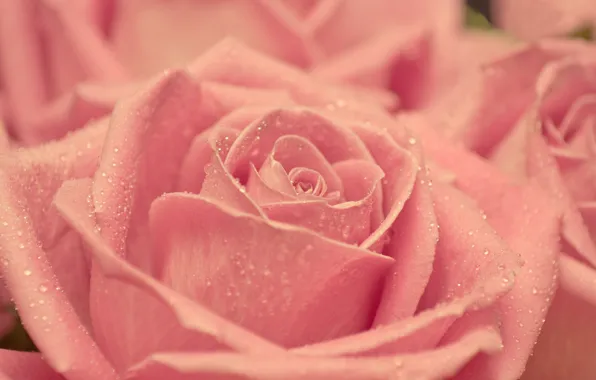 Picture drops, macro, pink, tenderness, rose, beauty, petals, blur, Bud