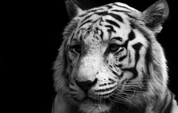 Picture Cat, Tiger, White, Predator, Tiger, White