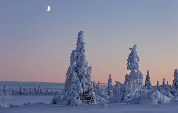 Picture winter, snow, trees, Sweden, Sweden, Lapland, Lapland, Vasterbotten County, Västerbotten, Gitsfjällets Nature Reserve