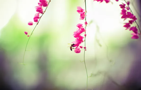 Picture flowers, bee, insect, pink, antennae