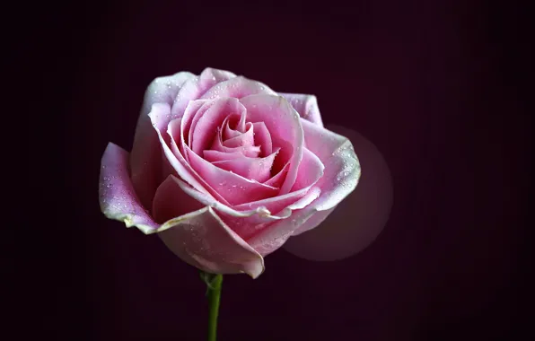 Picture flower, drops, background, pink, rose, petals, stem, Bud