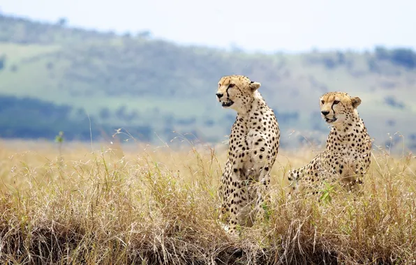 Picture grass, wild cats, a couple, cheetahs